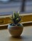 Stylish and Low-Maintenance - 6" Tall Artificial Succulent Aloe Plant for Modern Home and Office Decor with Realistic Textured Leaves